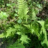 3 New York Fern Bare Root - Perennial Shade-Loving Ground Cover