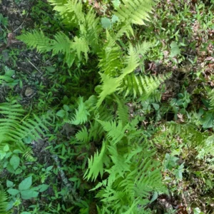 3 New York Fern Bare Root - Perennial Shade-Loving Ground Cover