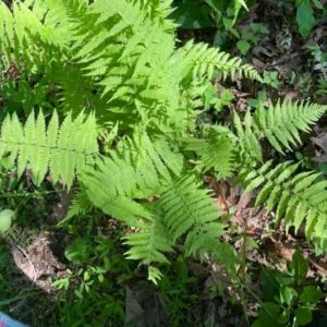 3 New York Fern Bare Root - Perennial Shade-Loving Ground Cover