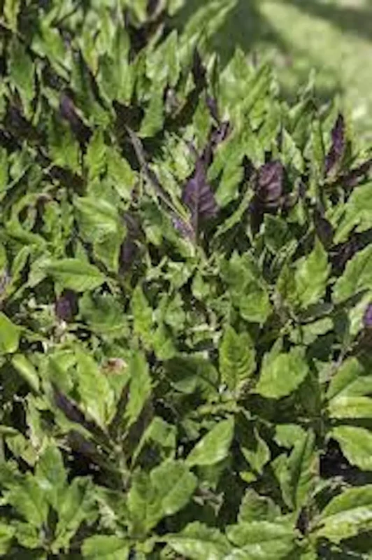 3 Okinawa Spinach Starter Plant Gynura Crepioides | Perennial Edible Garden Vegetable