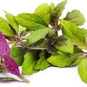 3 Okinawa Spinach Starter Plant Gynura Crepioides | Perennial Edible Garden Vegetable