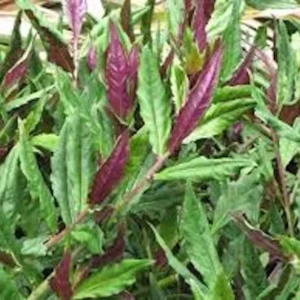 3 Okinawa Spinach Starter Plant Gynura Crepioides | Perennial Edible Garden Vegetable