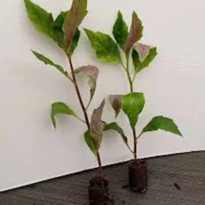 3 Okinawa Spinach Starter Plant Gynura Crepioides | Perennial Edible Garden Vegetable