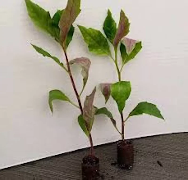 3 Okinawa Spinach Starter Plant Gynura Crepioides | Perennial Edible Garden Vegetable