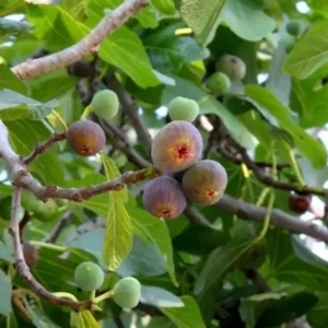 3 Olympian FigTree Starter - Ficus carica Live Bare Root Fruit Plant