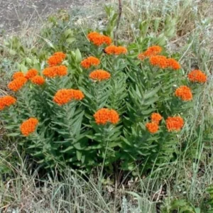 3 Orange Butterfly Milkweed Bare-root | Asclepias Tuberosa, Pollinator Plant