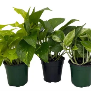 3-Pack Pothos Plants - 4 Inch Pots, Vining Indoor Houseplants