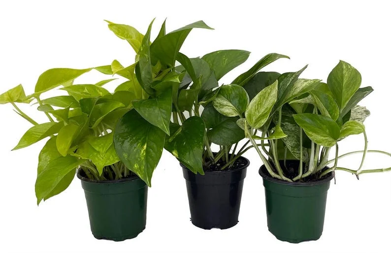 3-Pack Pothos Plants - 4 Inch Pots, Vining Indoor Houseplants