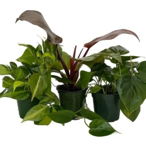 3 Philodendron Plants – 4