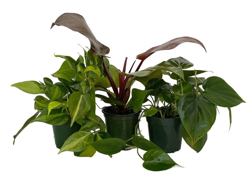 3 Philodendron Plants – 4" Pots, Fast-Growing Indoor Houseplants, Easy Care