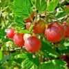 3 Pixwell Gooseberry Plant Ribes Uva-Crispa Edible Fruit Bush
