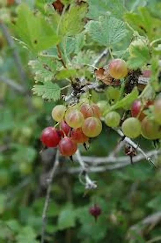 3 Pixwell Gooseberry Plant Ribes Uva-Crispa Edible Fruit Bush