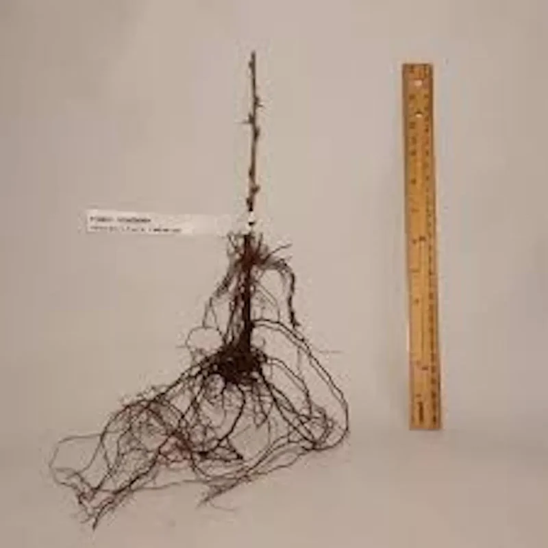 3 Pixwell Gooseberry Plant Ribes Uva-Crispa Edible Fruit Bush