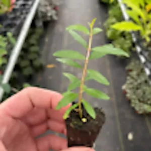 3 Pomegranate Wonderful Punica Granatum Fruit Tree Starter Plant, Edible Fruit