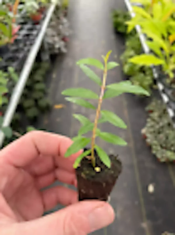 3 Pomegranate Wonderful Punica Granatum Fruit Tree Starter Plant, Edible Fruit