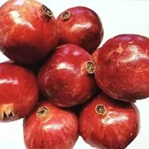 3 Pomegranate Wonderful Punica Granatum Fruit Tree Starter Plant, Edible Fruit