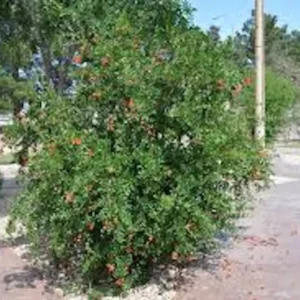 3 Pomegranate Wonderful Punica Granatum Fruit Tree Starter Plant, Edible Fruit