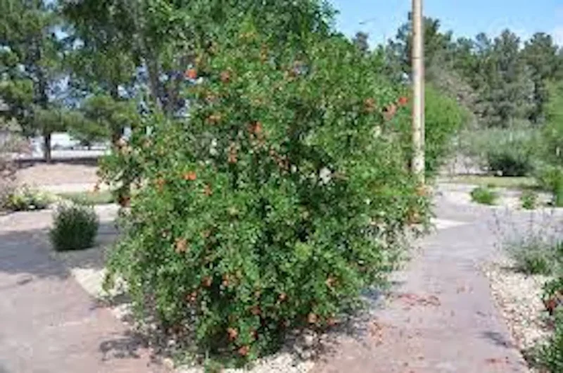 3 Pomegranate Wonderful Punica Granatum Fruit Tree Starter Plant, Edible Fruit