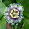 3 Possum Purple Passion Fruit Starter Plant Passiflora Edulis Self-Fertile Vine