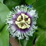 3 Possum Purple Passion Fruit Starter Plant Passiflora Edulis Self-Fertile Vine