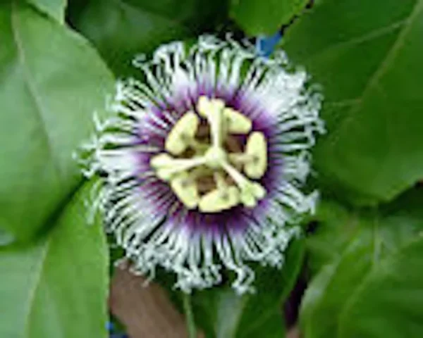 3 Possum Purple Passion Fruit Starter Plant Passiflora Edulis Self-Fertile Vine