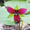 3 Purple Trillium Bulbs | Trillium Erectum | Organic Wildflower Shade