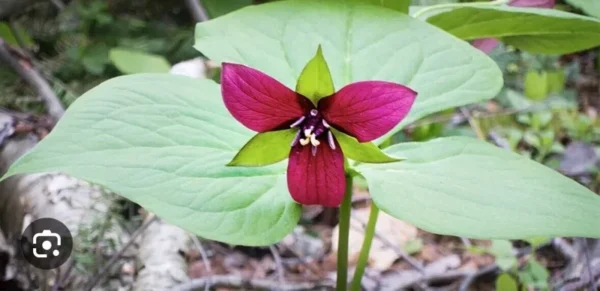 3 Purple Trillium Bulbs | Trillium Erectum | Organic Wildflower Shade
