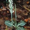 3 Rattlesnake Orchid Plants - Evergreen Perennial - Shade-Loving Woodland Orchid