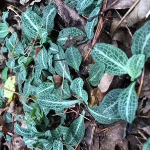 3 Rattlesnake Orchid Plants - Evergreen Perennial - Shade-Loving Woodland Orchid