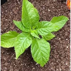 3 Red Carolina Reaper Pepper Plants - Hot Chili Peppers - 4 to 6 Inches Tall