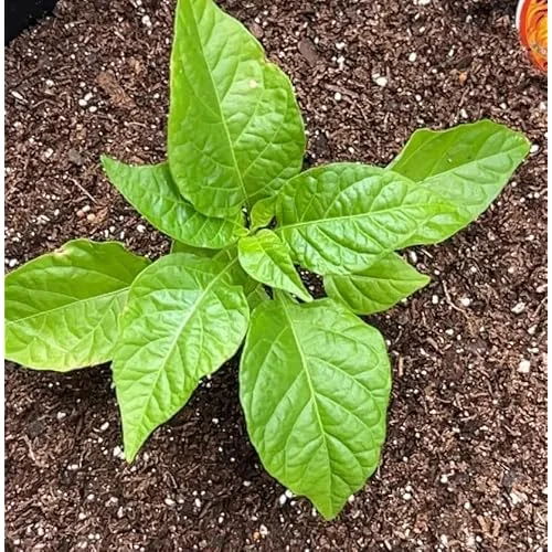 3 Red Carolina Reaper Pepper Plants - Hot Chili Peppers - 4 to 6 Inches Tall