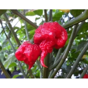 3 Red Carolina Reaper Pepper Plants - Hot Chili Peppers - 4 to 6 Inches Tall