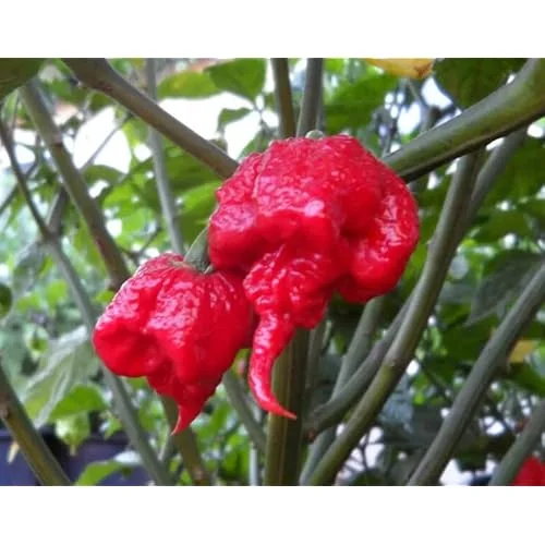3 Red Carolina Reaper Pepper Plants - Hot Chili Peppers - 4 to 6 Inches Tall