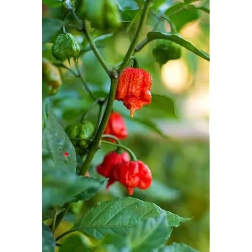 3 Red Carolina Reaper Pepper Plants - Hot Chili Peppers - 4 to 6 Inches Tall