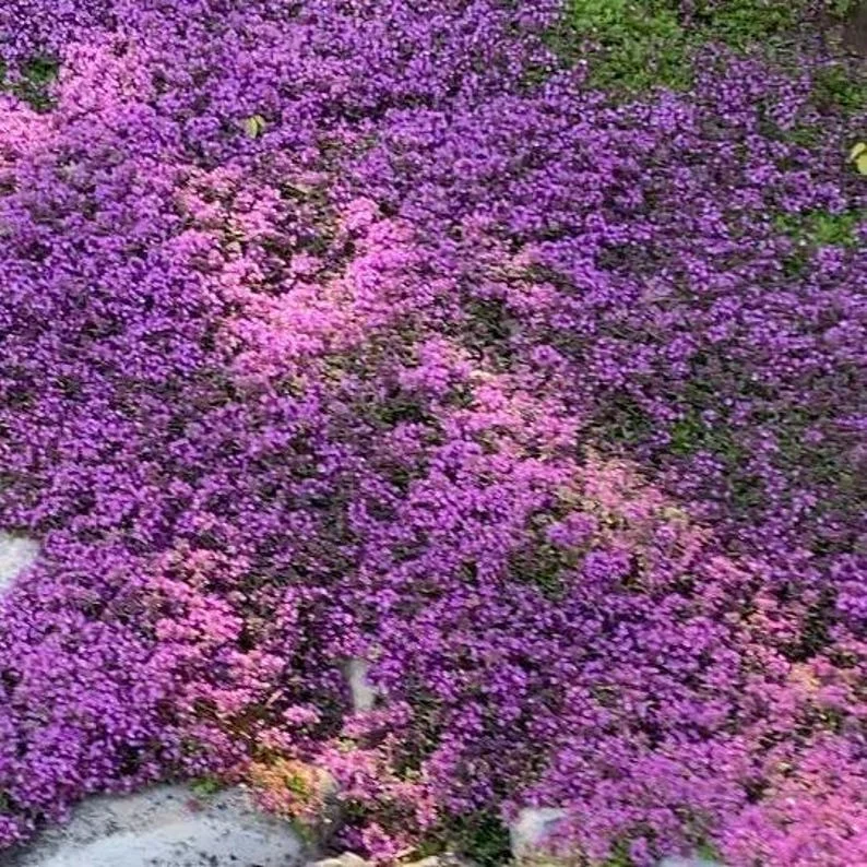 3 Red Creeping Thyme 4'in Pot | Vibrant Pink & Purple Blooms, Low-Maintenance Ground Cover