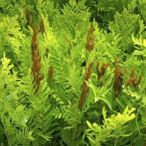 3 Royal Fern Osmunda Regalis Bare-root - Ornamental Fern for Wetlands - Tall Variety