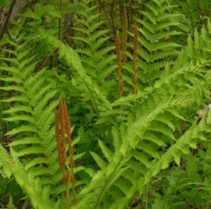 3 Small Cinnamon Fern - Bare Root, Perennial, Shade-Loving