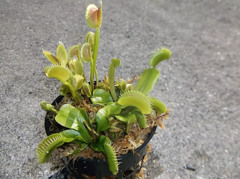 3 Small King Henry Venus Flytraps - Live Carnivorous Plants - Easy Care