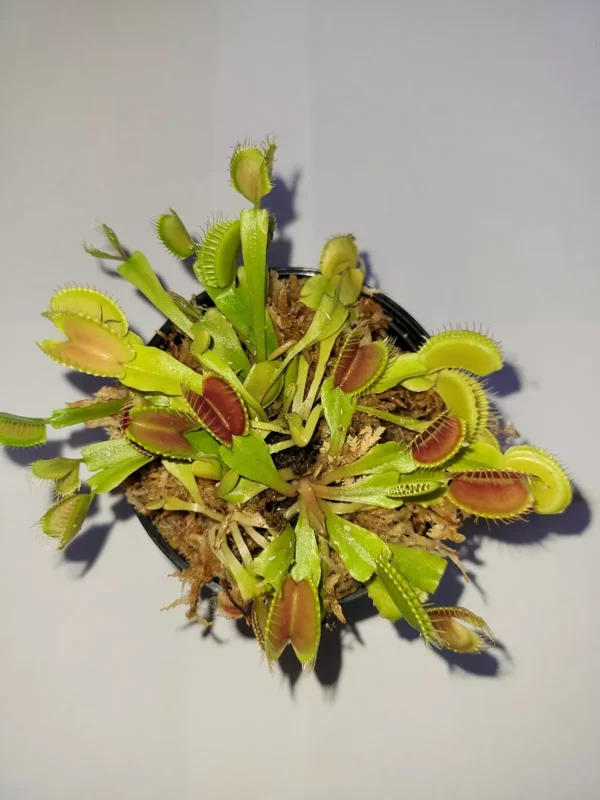 3 Small Venus Flytraps - Live Carnivorous Plants (Dionaea Muscipula) 3-Inch Pot