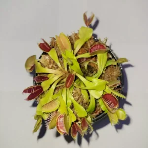 3 Small Venus Flytraps - Live Carnivorous Plants (Dionaea Muscipula) 3-Inch Pot