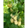 3 Snowbank Blackberry Plants Starter Rubus White Blackberry Edible Fruit