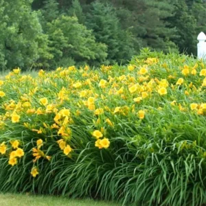 3 Stella D'Oro Daylily Bare Root Mini Border Lily - Cold Hardy Perennial - Gold Flowers