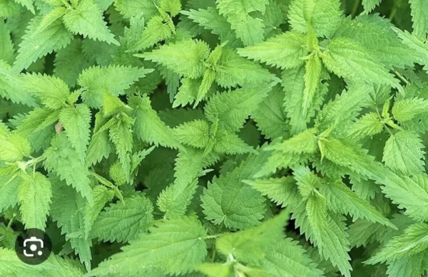 3 Stinging Nettle Plants Bareroot | Urtica dioica Organic Medicinal Wildflower