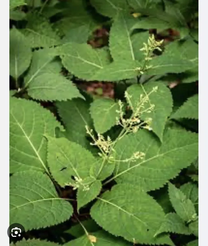 3 Stone Root Plant Roots Collinsonia Canadensis | Organic Wildflower Herb