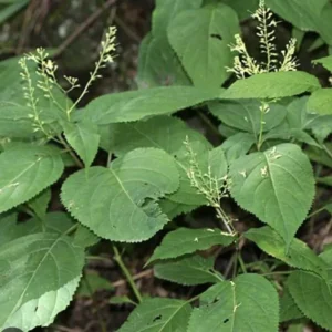 3 Stone Root Plant Roots Collinsonia Canadensis | Organic Wildflower Herb