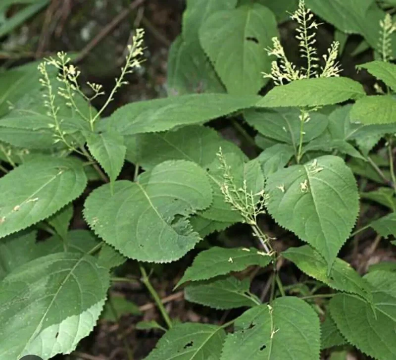 3 Stone Root Plant Roots Collinsonia Canadensis | Organic Wildflower Herb