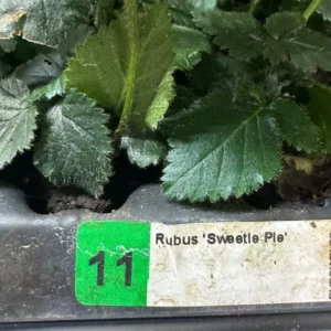 3 Sweetie Pie Blackberry Starter Plant Rubus Non GMO Bare Root