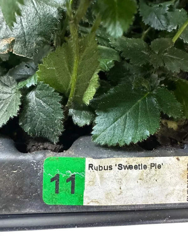 3 Sweetie Pie Blackberry Starter Plant Rubus Non GMO Bare Root