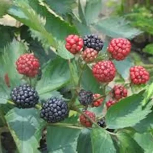 3 Sweetie Pie Blackberry Starter Plant Rubus Non GMO Bare Root