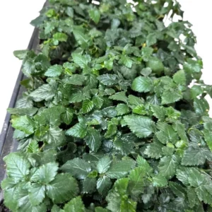 3 Sweetie Pie Blackberry Starter Plant Rubus Non GMO Bare Root